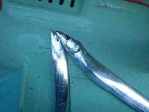 タチウオジギングのラインの太さなどの選び方とおすすめ