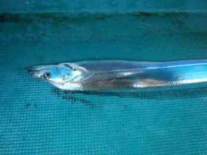 タチウオジギングのリーダーの太さ・長さとおすすめ