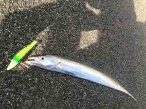 タチウオのワインドロッドの長さなどおすすめは?
