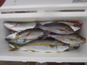 【管理人釣行】完全フカセ釣りでヒラマサが爆釣