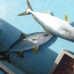 【管理人釣行】完全フカセ釣りで青物(ヒラマサ・ハマチ)を狙う