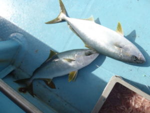 【管理人釣行】完全フカセ釣りで青物(ヒラマサ・ハマチ)を狙う