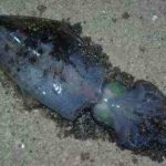 冬イカエギングの釣り方のコツとポイント【攻略】