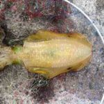 春イカエギングのタックルと釣り方のコツ【攻略法】