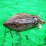 コウイカ釣りの船での仕掛けと釣り方【エギング】