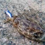 コウイカエギングの仕掛けと釣り方