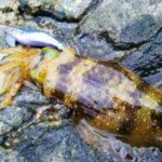 夏イカエギングの釣り方とポイント【攻略】