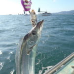 【管理人釣行】タチウオのテンヤ釣りの釣果