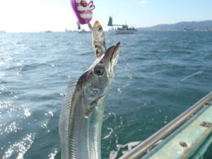 【管理人釣行】タチウオのテンヤ釣りの釣果