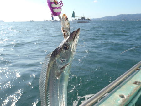 タチウオ釣りのテンヤ釣りの釣果