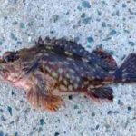 カサゴ釣りのエサ(餌)と付け方