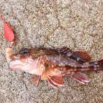 カサゴの穴釣り仕掛けと釣り方・エサ【深場】