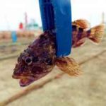 カサゴ釣りのマイクロテンヤ仕掛けと釣り方