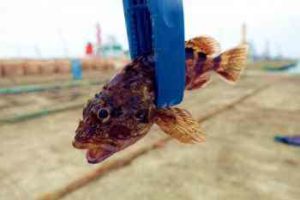 カサゴ釣りのマイクロテンヤ仕掛けと釣り方