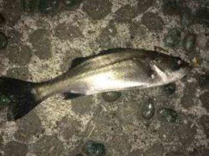 シーバスのバチパターン（バチ抜け）のルアーは？【攻略法】