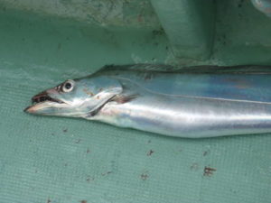 【管理人釣行】タチウオのテンヤ釣りでドラゴンを狙う【釣果】