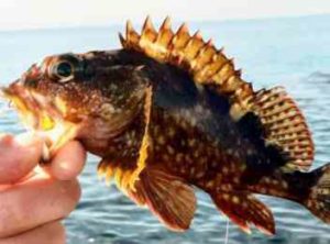 カサゴの胴付き仕掛けと釣り方【堤防など】
