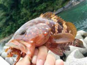 キジハタのワーム仕掛けと釣り方【アコウ】