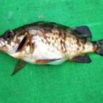 ロックフィッシュとは?釣れる時期は?