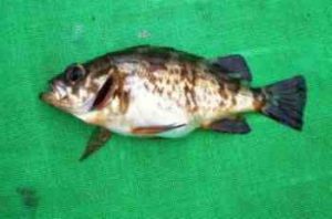 ロックフィッシュとは？釣れる時期は？