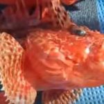 オニカサゴ釣りの時期・時間帯