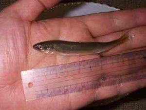 シーバスの稚鮎パターンのルアーは？【攻略法】