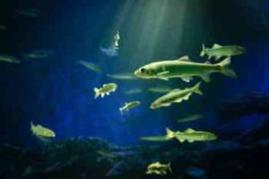 シーバスの落ち鮎パターンのルアーは？【攻略法】