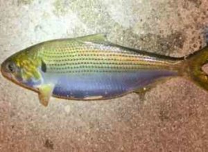 シーバスのコノシロパターンのルアーは？【攻略法】