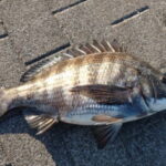 チヌ釣りの時期・時間帯【クロダイ】