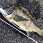 紀州釣りの仕掛けと釣り方のコツ【ウキダンゴ釣り】