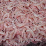 チヌの(ウキ)フカセ釣りのエサ(撒き餌など)