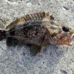 ロックフィッシュの仕掛け(ワームなど)をマスターしよう