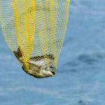 チニングのボトムゲームの仕掛けと釣り方