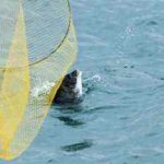 チヌのウキフカセ釣りの仕掛けと釣り方