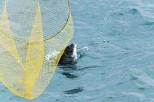 チヌのウキフカセ釣りの仕掛けと釣り方