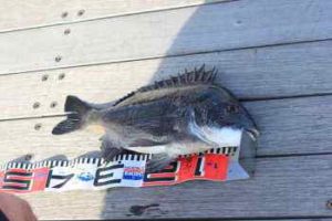 チヌの落とし込み仕掛けと釣り方!時期は?