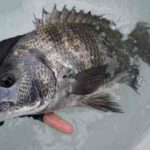 チヌの投げ釣りの仕掛けと釣り方【ぶっこみ釣り】
