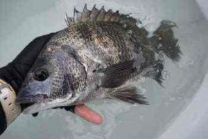 チヌの投げ釣りの仕掛けと釣り方【ぶっこみ釣り】