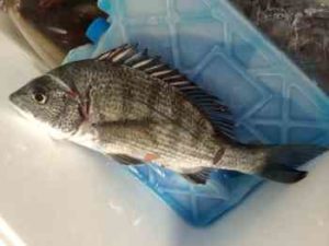 チヌの筏釣り仕掛け（リールなど）と釣り方