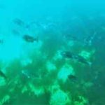 チヌのポイント釣法の仕掛けと釣り方