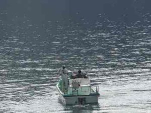 チヌのかかり釣り仕掛け 竿など と釣り方 エサ ダンゴ釣り