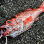 アカムツ釣りの時期!のどぐろとの違いは?
