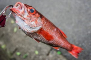 アカムツ釣りの仕掛けと釣り方 エサ