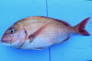 コマセ真鯛の仕掛けと釣り方・誘い方