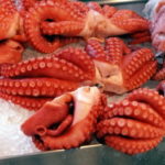 タコのオス・メス(性別)の見分け方