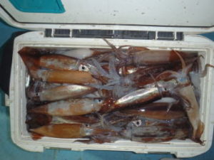 ムギイカ釣りの仕掛けと釣り方