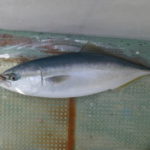 ブリ釣りの天秤フカセ仕掛けと釣り方
