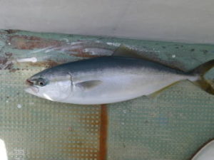 ブリ釣りの天秤フカセ仕掛けと釣り方