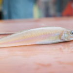 キス釣りの胴付き仕掛けと釣り方【船釣り】