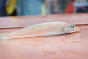キス釣りの胴付き仕掛けと釣り方【船釣り】
